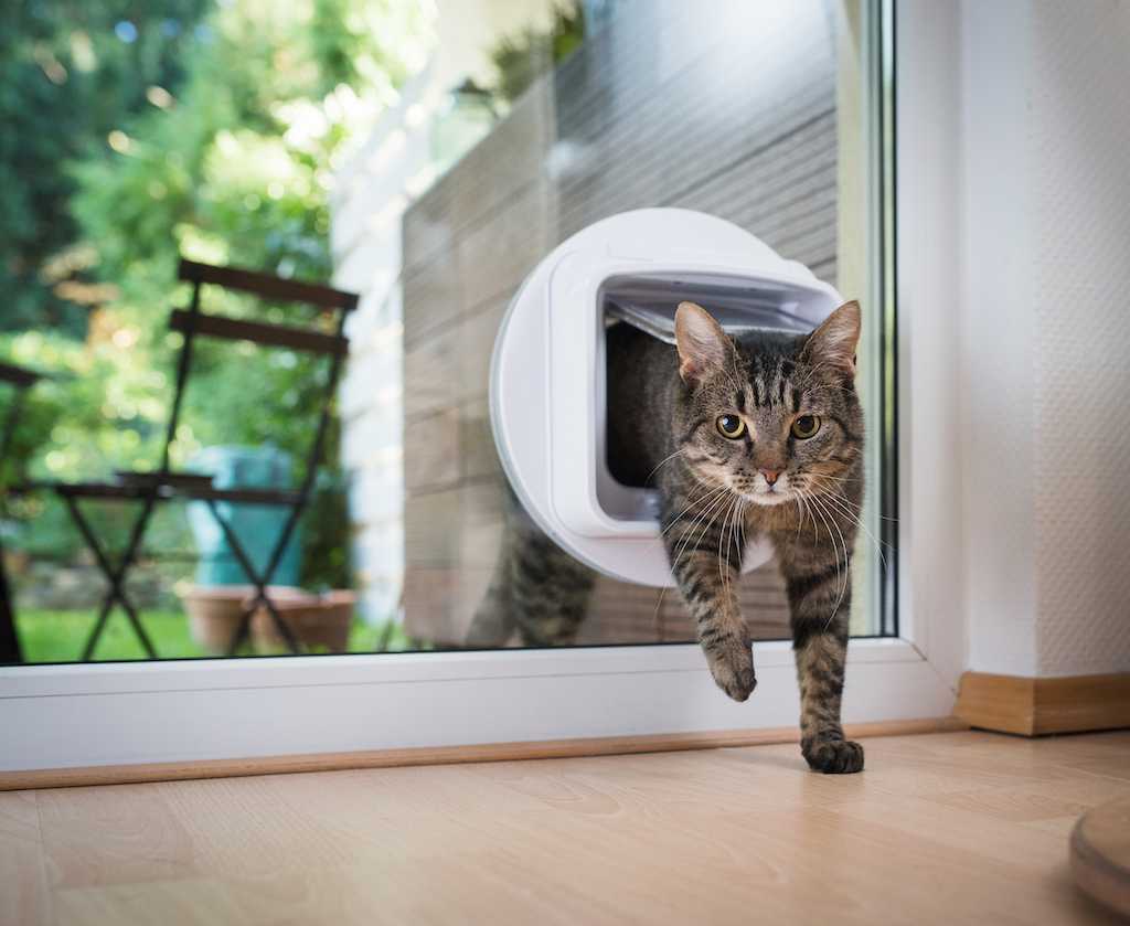 Cat doors